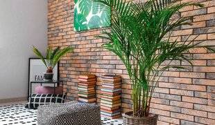 L'Ami des Jardins 1181 ADOPTER UN PALMIER D'AREC