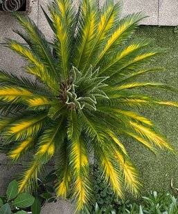L'Ami des Jardins 1181 LES FEUILLES DE CYCAS JAUNISSENT