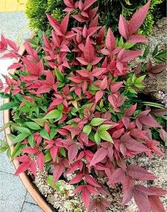 L'Ami des Jardins 1181 DE NOUVEAUX BAMBOUS SACRÉS