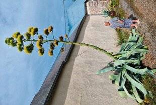 L'Ami des Jardins 1181 UNE FLORAISON UNIQUE ET GÉANTE