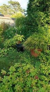 L'Ami des Jardins 1181 VOS PLUS BELLES SCÈNES DE JARDIN