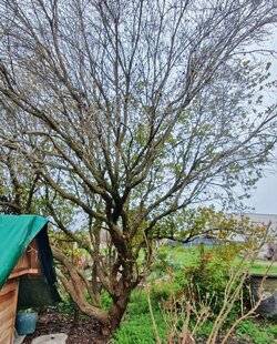 L'Ami des Jardins 1181 Mon arbousier se déplume complètement