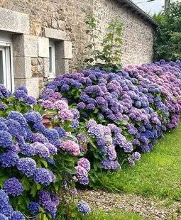 L'Ami des Jardins 1181 UNE HAIE LUXURIANTE