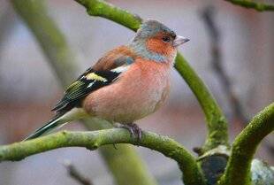 L'Ami des Jardins 1181 MON PETIT ÉCOSYSTÈME