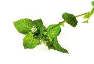 L'Ami des Jardins 1181 LE MOURON DES OISEAUX une mine de nutriments