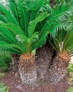 L'Ami des Jardins 1181 PALMIER NAIN