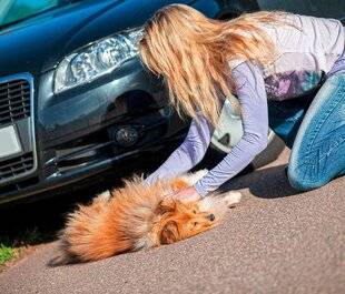 L'Ami des Jardins 1181 BIEN RÉAGIR EN CAS D'ACCIDENT