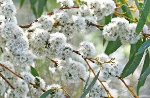 L'Ami des Jardins 1182 Neige australe