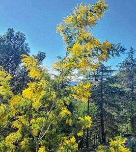 L'Ami des Jardins 1182 Viva Mimosalia !