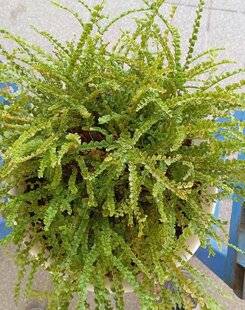 L'Ami des Jardins 1182 ADOPTER DES FOUGÈRES ORIGINALES