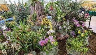 L'Ami des Jardins 1182 Le carnaval des orchidées