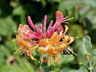 L'Ami des Jardins 1182 Les choix de l'Ami