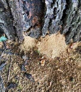 L'Ami des Jardins 1182 Qu'arrive-t-il à mon tilleul ?