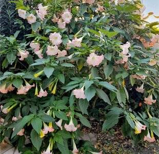 L'Ami des Jardins 1182 DE SUPERBES TROMPETTES