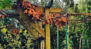 L'Ami des Jardins 1182 Mes vignes se dessèchent