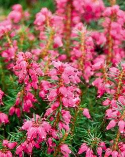 L'Ami des Jardins 1182 ERICA CARNEA 'EVA'