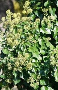 L'Ami des Jardins 1182 Vive le lierre !