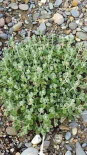 L'Ami des Jardins 1182 UNE CHAMPIONNE POUR LA SÉCHERESSE ET LE BORD DE MER