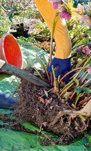 L'Ami des Jardins 1182 JEU DE CHAISES MUSICALES