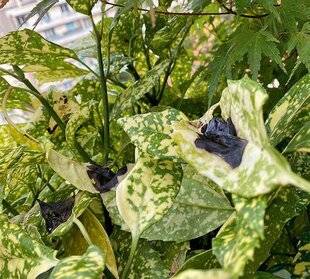 L'Ami des Jardins 1182 LA MALADIE DES TACHES NOIRES DE L'AUCUBA