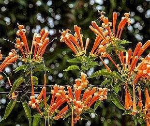 L'Ami des Jardins 1182 UNE LIANE ÉCLATANTE EN HIVER