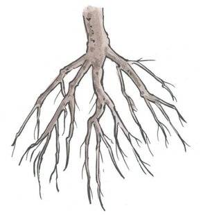 L'Ami des Jardins 1182 PLANTER DES VÉGÉTAUX À RACINES NUES