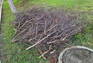 L'Ami des Jardins 1182 LA HAIE, UNE RESSOURCE INDISPENSABLE