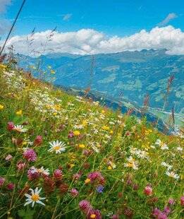 L'Ami des Jardins 1182 60