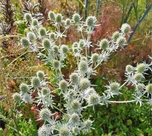 L'Ami des Jardins 1182 CONTRÔLER LES ENVAHISSANTES