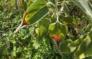 L'Ami des Jardins 1182 LES POINTES DES FEUILLES DES PHLOMIS SE DESSÈCHENT