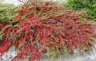 L'Ami des Jardins 1182 Un excellent couvre-sol