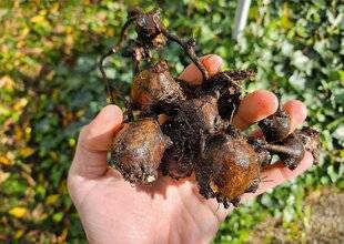 L'Ami des Jardins 1182 RÉCOLTER LA GLYCINE TUBÉREUSE