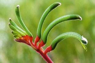 L'Ami des Jardins 1183 Du vert, du rouge et des poils !
