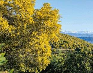 L'Ami des Jardins 1183 Du soleil en hiver