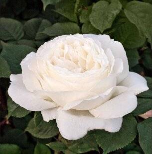 L'Ami des Jardins 1183 Danseur de nuages…