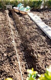 L'Ami des Jardins 1183 Comment bien semer les petits pois