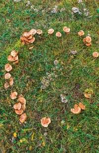 L'Ami des Jardins 1183 Que faire contre les ronds-de-sorcière ?