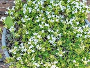 L'Ami des Jardins 1183 SEPT THYMS À DÉCOUVRIR