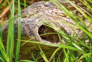 L'Ami des Jardins 1183 Des cavités d'arbres très appréciées