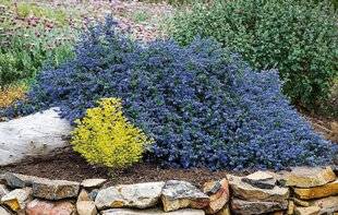 L'Ami des Jardins 1183 'Pacific Wave', un nouveau céanothe