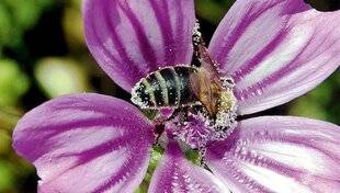 L'Ami des Jardins 1183 Une journée pour butiner