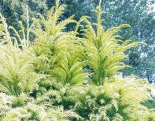 L'Ami des Jardins 1183 Un conifère très lumineux