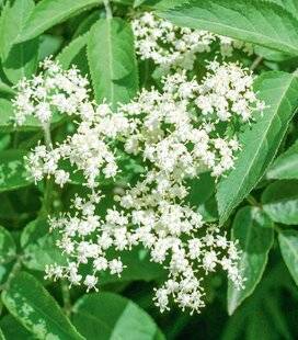 L'Ami des Jardins 1183 Des arbustes autour du potager