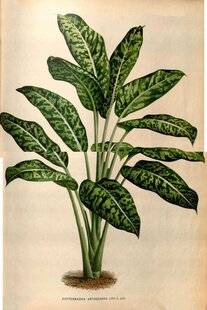 L'Ami des Jardins 1183 LE DIEFFENBACHIA