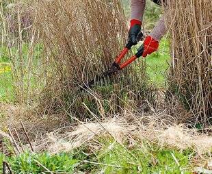 L'Ami des Jardins 1183 RABATTRE LES GRAMINÉES