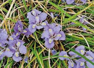 L'Ami des Jardins 1183 UN IRIS PRÉCOCE