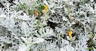 L'Ami des Jardins 1183 UN SUPERBE FEUILLAGE ARGENTÉ