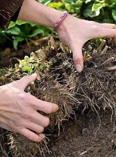 L'Ami des Jardins 1183 DIVISER LES ASTERS D'AUTOMNE