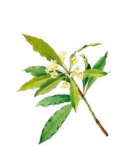 L'Ami des Jardins 1183 Des persistants de plus en plus répandus