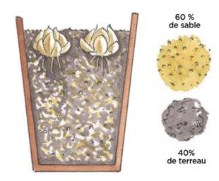 L'Ami des Jardins 1183 FORCER DES LIS EN POT